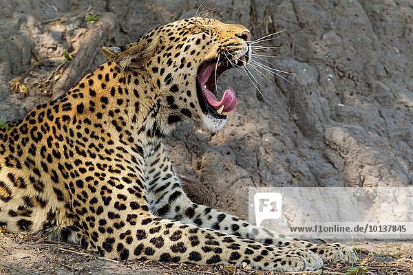Raubkatze Leopard Panthera pardus gähnen Botswana Chobe Nationalpark