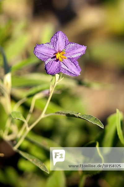 Silver Leaf Nightshade Solanum Elaegnifolium Camp Lula Sams Brownsville Texas Usa