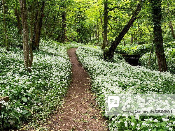 Blume Weg ungestüm Knoblauch England Wanderweg North Yorkshire