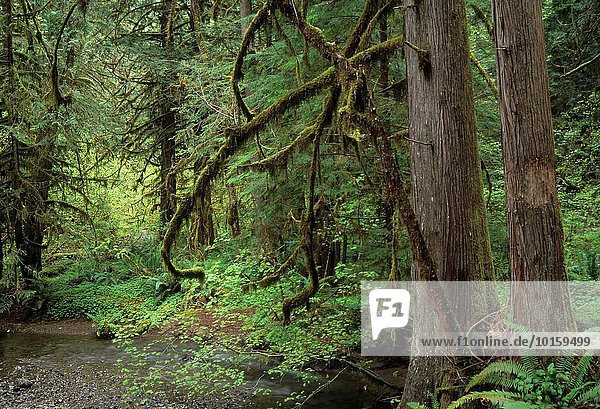 Landschaftlich schön landschaftlich reizvoll folgen Wald Bach rot Nebenstraße Umpqua Oregon antik Entspannung