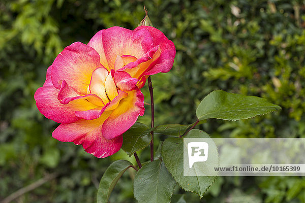 Blüte  Teehybrid-Rose  (Rosa)  Nordrhein-Westfalen  Deutschland  Europa