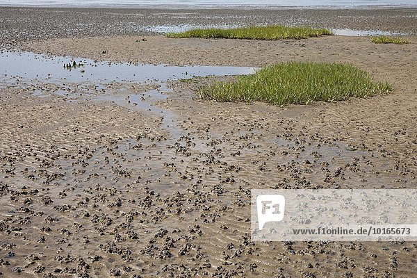 Low tide in the Lower Saxon Wadden Sea National Park  North Sea  Lower Saxony  Germany  Europe
