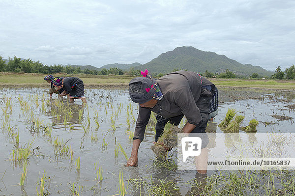 Bauern vom Stamm der Tai Dam planzen Reissetzlinge  Loei Provinz  Thailand  Asien