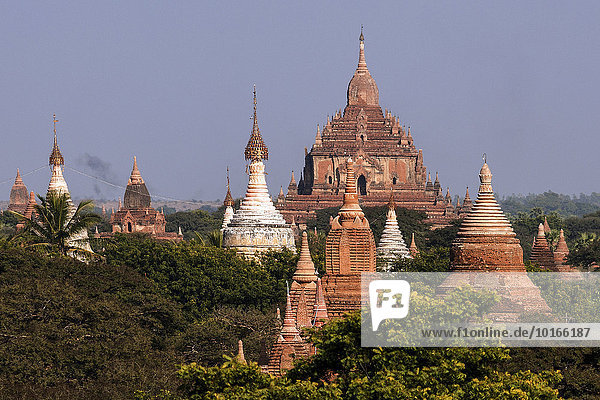 Ausblick auf Pagoden  Tempel  Pagodenfeld  Bagan  Division Mandalay  Myanmar  Asien