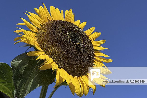 Sonnenblume (Helianthus annuus)  Bienen sammeln Nektar  Bayern  Deutschland  Europa