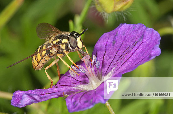 Gemeine Wepenschwebfliege (Chrysotoxum cautum)  Weibchen nascht an Pollen vom Blutroten Storchschnabel (Geranium sanguineum)  Deutschland  Europa