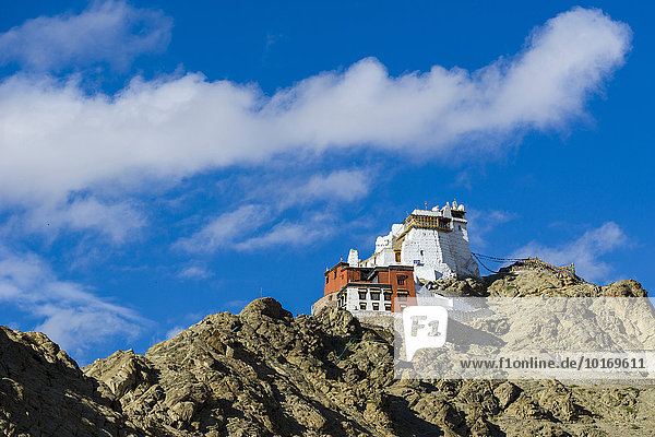 Das Kloster Namgyal Tsemo Gompa und Tsemo Fort auf einem Bergrücken  Leh  Jammu und Kaschmir  Indien  Asien