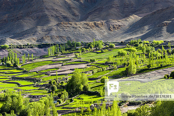 Luftaufnahme von grünen Feldern und Bauernhäusern in einem kleinen Tal hoch über dem Indus-Tal  Matho  Jammu und Kaschmir  Indien  Asien