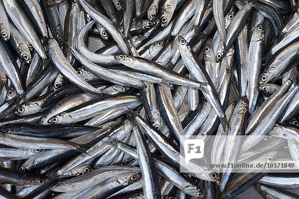 Sardinen (Sardina pilchardus) am Fischmarkt  Korfu Stadt  Unesco Weltkulturerbe  Insel Korfu oder Kerkyra  Ionische Inseln  Griechenland  Europa