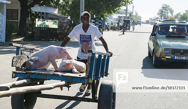 Schweinetransport auf einem Karren  Morondava  Madagaskar  Afrika