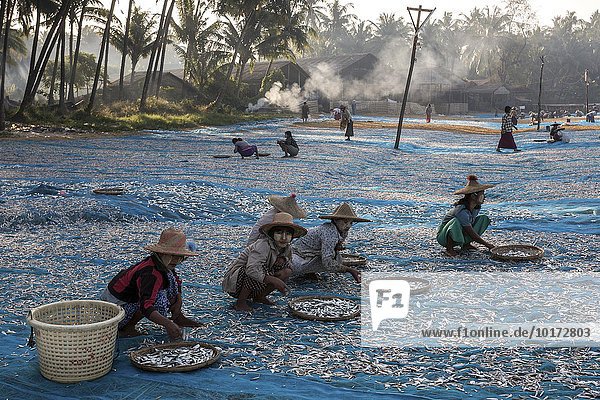 Einheimische Frauen mit Strohhüten und Thanaka-Paste im Gesicht sortieren zum Trocknen auf blauen Netzen ausgelegte Fische  hinten Holzhäuser der Fischer  frühmorgens  Fischerdorf Ngapali  Thandwe  Rakhine-Staat  Myanmar  Asien