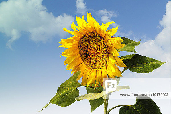 Sonnenblume (Helianthus) vor blauem Himmel  Deutschland  Europa
