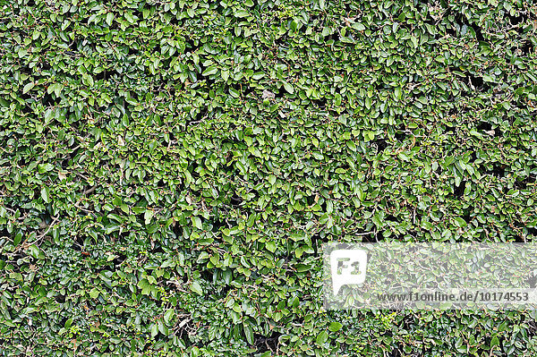 Boxwood (Buxus sempervirens) hedge  Germany  Europe