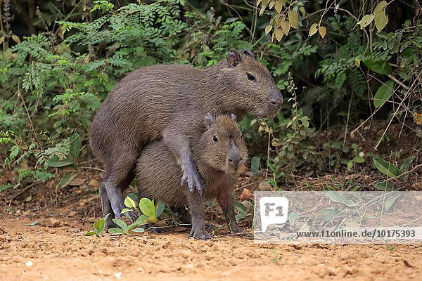 Capybara  Wasserschwein (Hydrochoerus hydrochaeris)  Jungtiere  an Land  Sozialverhalten  spielend  Pantanal  Mato Grosso  Brasilien  Südamerika