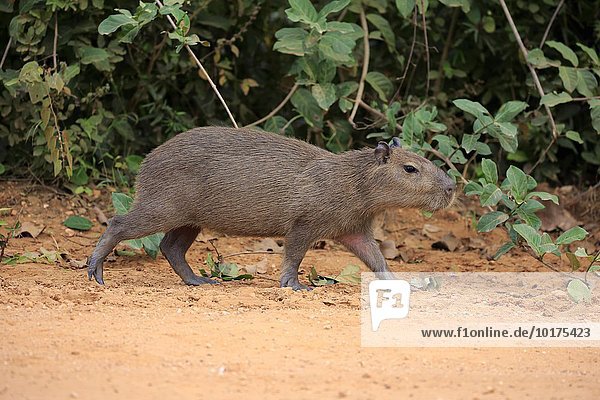 Capybara  Wasserschwein (Hydrochoerus hydrochaeris)  Jungtier  laufend  an Land  Pantanal  Mato Grosso  Brasilien  Südamerika