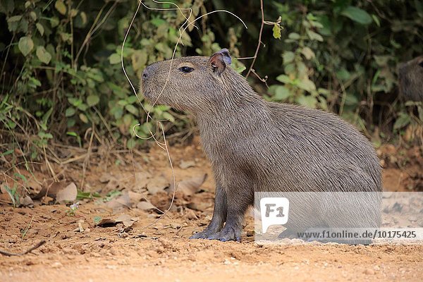 Capybara  Wasserschwein (Hydrochoerus hydrochaeris)  Jungtier  wachsam  an Land  Pantanal  Mato Grosso  Brasilien  Südamerika