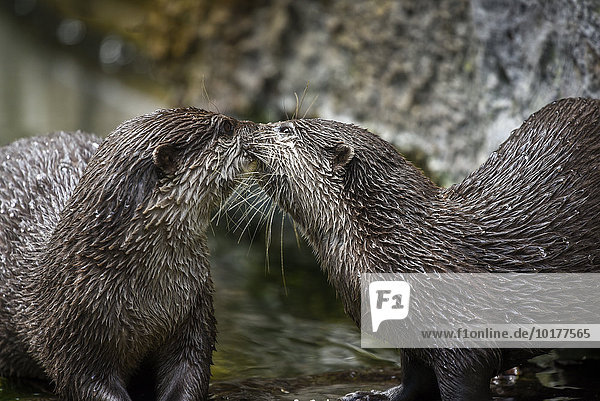 Oriental Small-clawed Otters (Aonyx cinerea) playing  captive  Germany  Europe