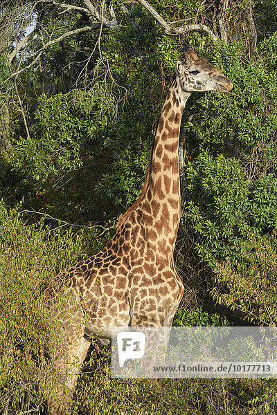 Massai Giraffe (Giraffa camelopardalis) im Gebüsch  Masai Mara  Narok County  Kenia  Afrika