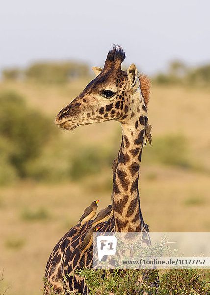 Massai Giraffe (Giraffa camelopardalis)  Jungtier mit Rotschnabel-Madenhackern (Buphagus erythrorhynchus) am Hals  Masai Mara  Narok County  Kenia  Afrika