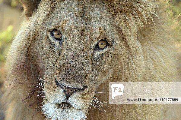 Porträt eines männlichen Löwen (Panthera leo) im Morgenlicht  Masai Mara  Narok County  Kenia  Afrika