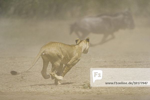 Junger Löwe (Panthera leo) attackiert eine Gnuherde  Masai Mara  Narok County  Kenia  Afrika