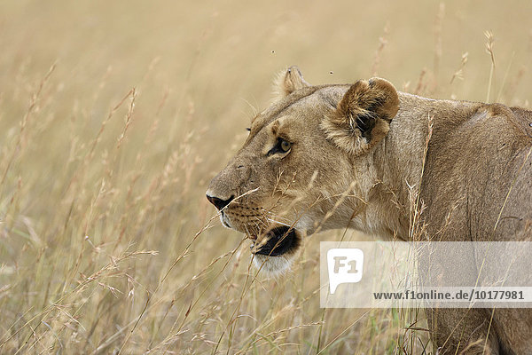 Löwin (Panthera leo) im hohen Gras  Masai Mara  Narok County  Kenia  Afrika