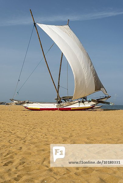 Traditionelles Katamaran Fischerboot  aka oruva  mit einem weißen Segel am Strand von Negombo  Sri Lanka  Asien