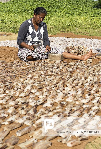 Fische werden in der Sonne getrocknet  Negombo Fischmarkt  Sri Lanka  Asien