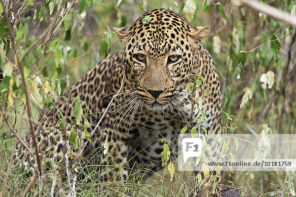 Leopard (Panthera pardus) im Dickicht  Masai Mara  Narok County  Kenia  Afrika