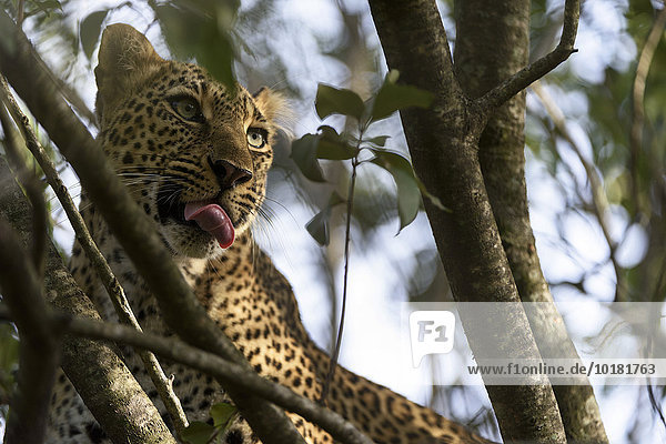 Leopard (Panthera pardus) auf einem Baum  Masai Mara  Narok County  Kenia  Afrika