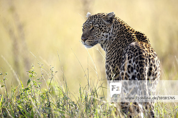 Leopard (Panthera pardus) im warmen Abendlicht  Masai Mara  Narok County  Kenia  Afrika