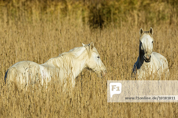 Weiße Pferde  Schimmel (Equus ferus caballus)  Camargue  Frankreich  Europa