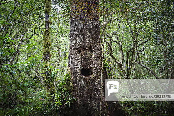Face growing on tree in lush forest