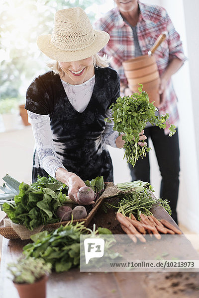 Older Caucasian couple harvesting vegetables from garden