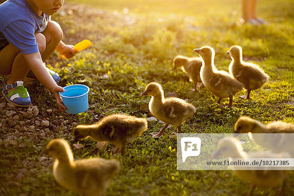 Mari boy feeding ducks on farm