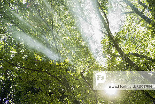 Sunbeams through tree branches in forest