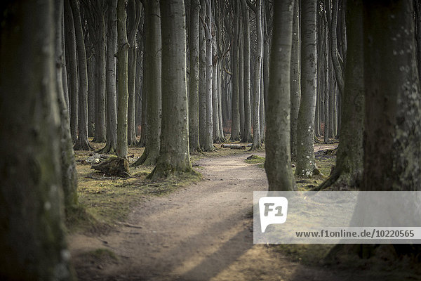 Deutschland  Nienhagen  Waldweg im Gespensterwald