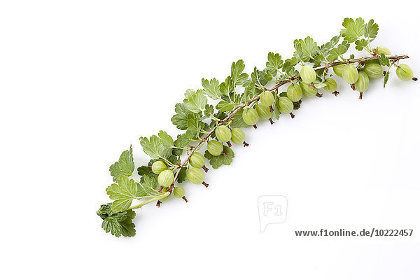 Stachelbeere  Ribes uva-crispa  Binder