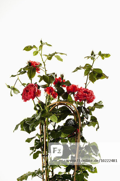 Rambler Rose Rosa mit Kletterhilfe