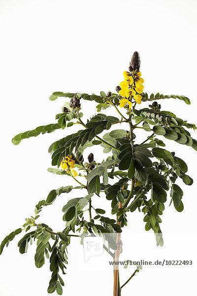 Erdnussbutter Cassia  Senna didymobotrya  Blüten