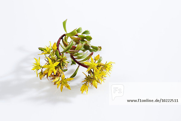 Blühende Mauerpfeffer  Sedum floriferum