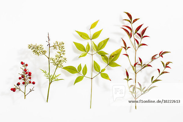 Früchte  Blüten und Blätter des himmlischen Bambus auf weißem Grund
