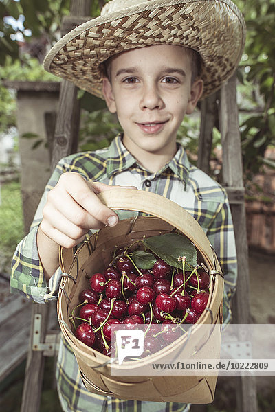 Junge bei der Ernte von Sauerkirschen