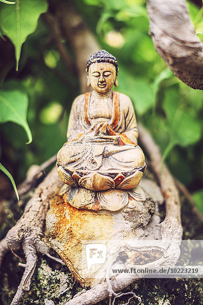 Buddha Holzstatue auf einem Bonsai