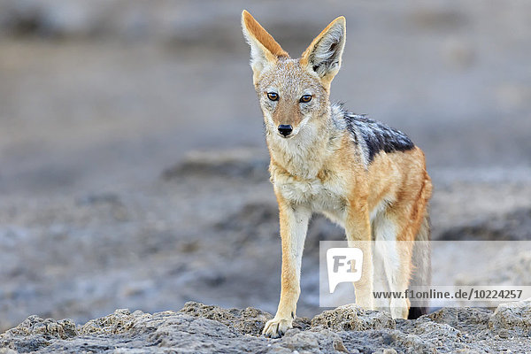 Namibia,  Etoscha-Nationalpark,  Schabrackenschakal