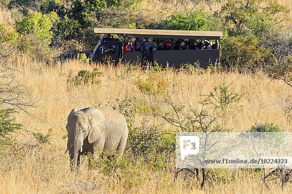 Südafrika,  Nordwesten,  Bojanala Platinum,  afrikanischer Elefant,  beobachtet von einer Reisegruppe im Pilanesberg Wildreservat.