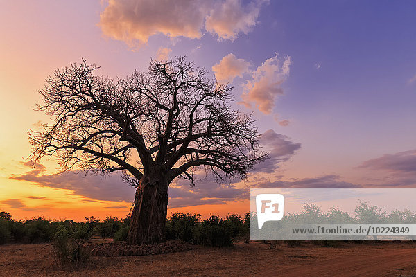 Simbabwe  Masvingo  Gonarezhou-Nationalpark  Baobab bei Sonnenuntergang