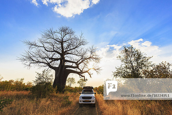 Zimbabwe  Masvingo  Gonarezhou National Park  off-road vehicle parking under a baobab