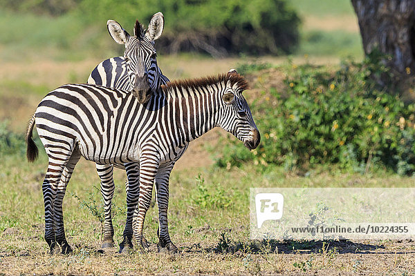 Simbabwe,  Urungwe District,  Mana Pools Nationalpark,  zwei Burchell-Zebras