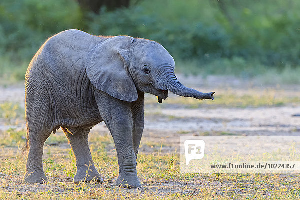 Afrika,  Simbabwe,  Mana Pools Nationalpark,  Elefantenbaby